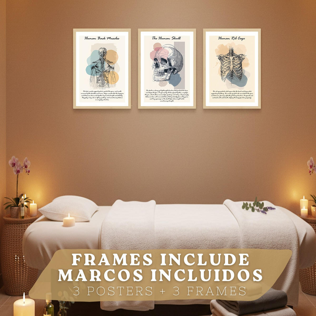 POSTER Set aus 3 Anatomie Mensch Lernposter Drucke und Wandbilder mit Muskeln Rücken Brustkorb Schädel Wanddekoration Größe Leichter Holzrahmen A3 - Beige, Papier (29.7/42/3cm) - Nacnic