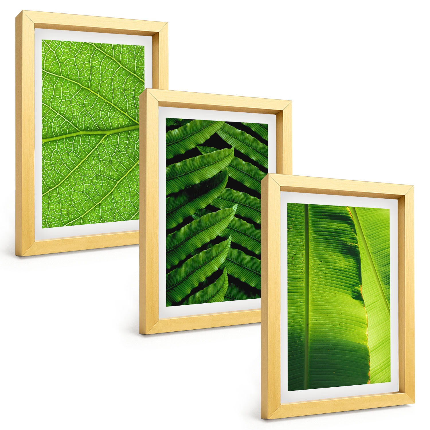 BILDER SET 3er Set - 20x30 cm Goldrahmen - Makrofotografie von tropischen Blättern - Goldfarben, Kunststoff (20/30cm) - TULUP