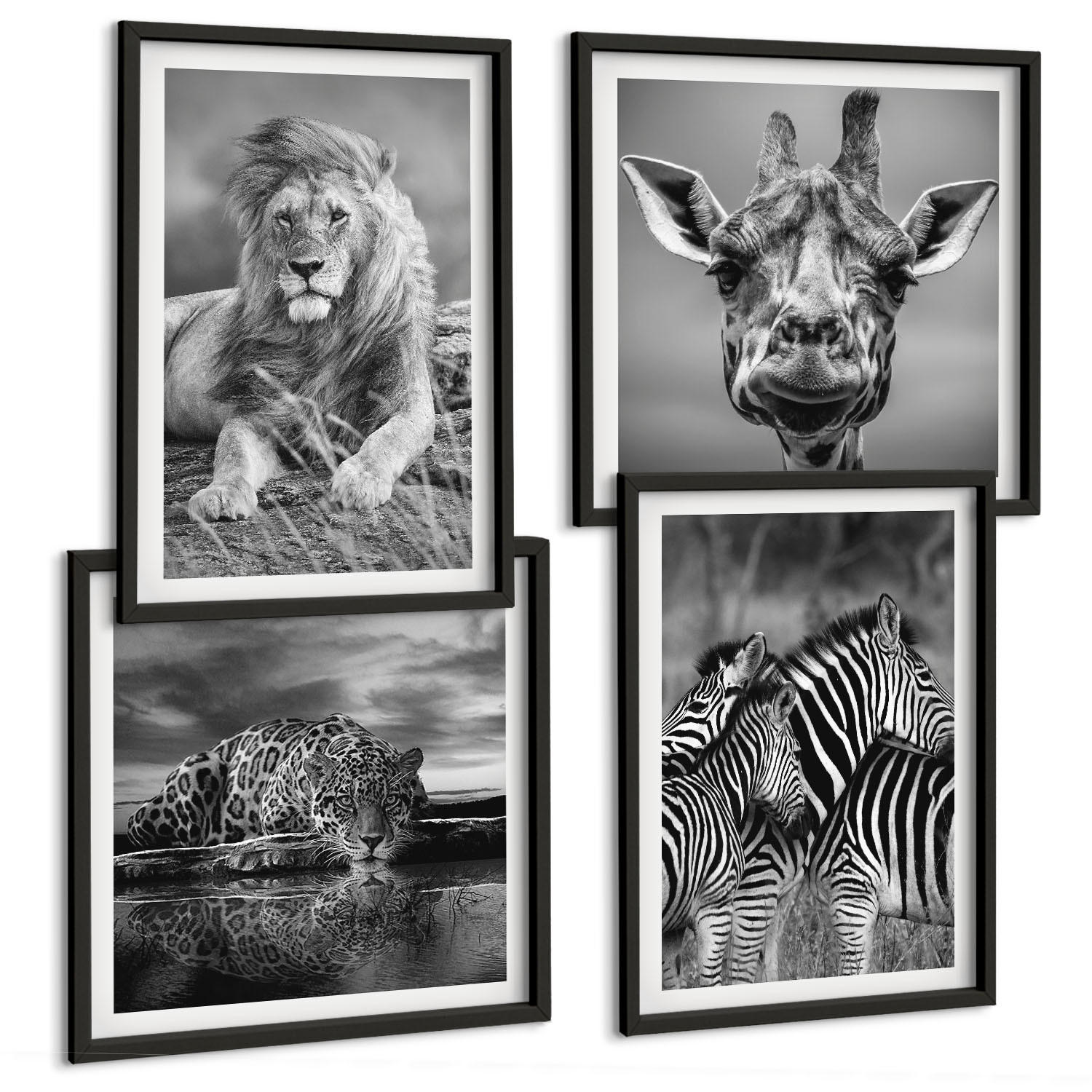 BILDER SET 4er Set - 50x50 cm & 40x60 cm Schwarzer Rahmen - Wildtiere Löwe Jaguar Giraffe Zebras - Schwarz, Kunststoff (50/50cm) - TULUP