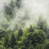 FOTOTAPETE nebliger Wald 400 x 250 cm - Grün, Papier (400/250cm) - Sanders & Sanders