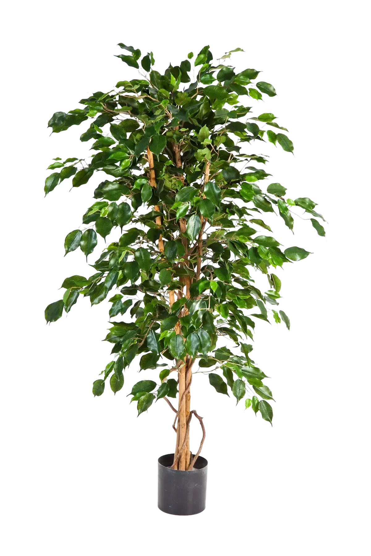 FICUS Künstlicher Gummibaum - Kristin 210 cm - Grün, Kunststoff (210cm) - aplanta