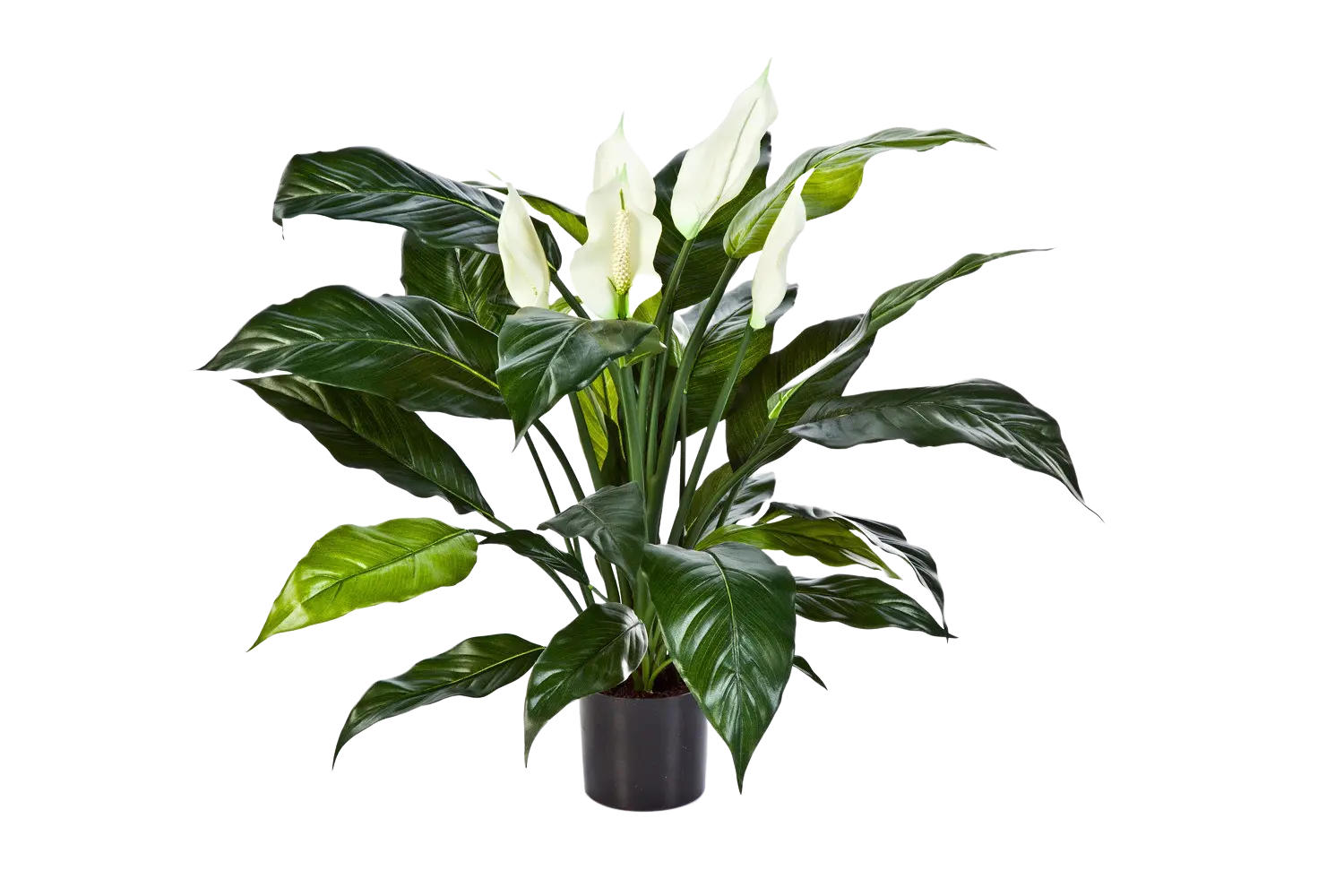 KUNSTBAUM Künstliche Spathiphyllum - Big-Luna 73 cm - Grün, Kunststoff (73cm) - aplanta