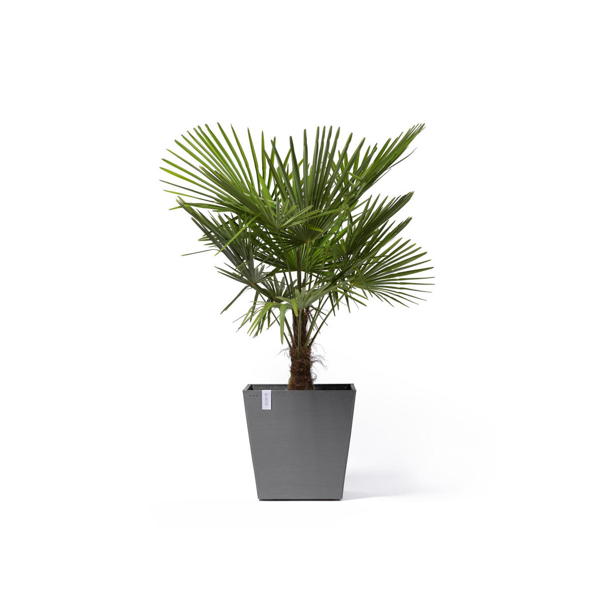 BLUMENTOPF Rotterdam Wheels 50,2/50,2/49,5 cm Grau - Grau, Kunststoff (50.2/49.5cm) - Ecopots