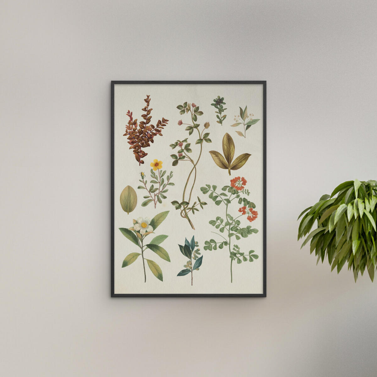 POSTER mit Rahmen Wild Apple - Victorian Garden III - Schwarz/Grün, Holz/Papier (50/70cm) - Poster&Frame