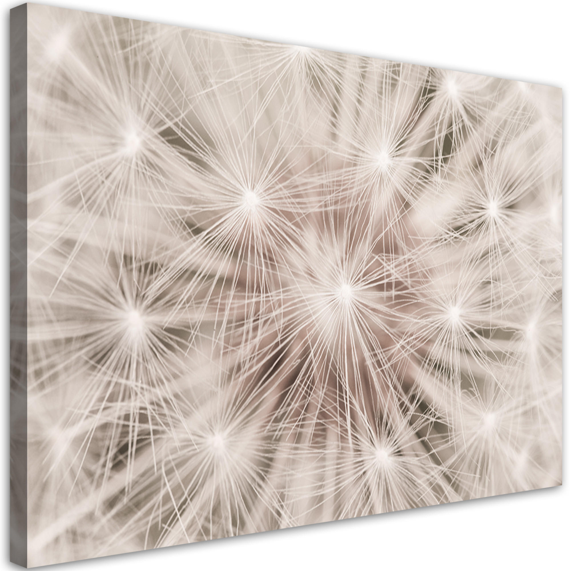WANDBILD pusteblume natur makro - Beige, Textil (60/40cm) - Feeby