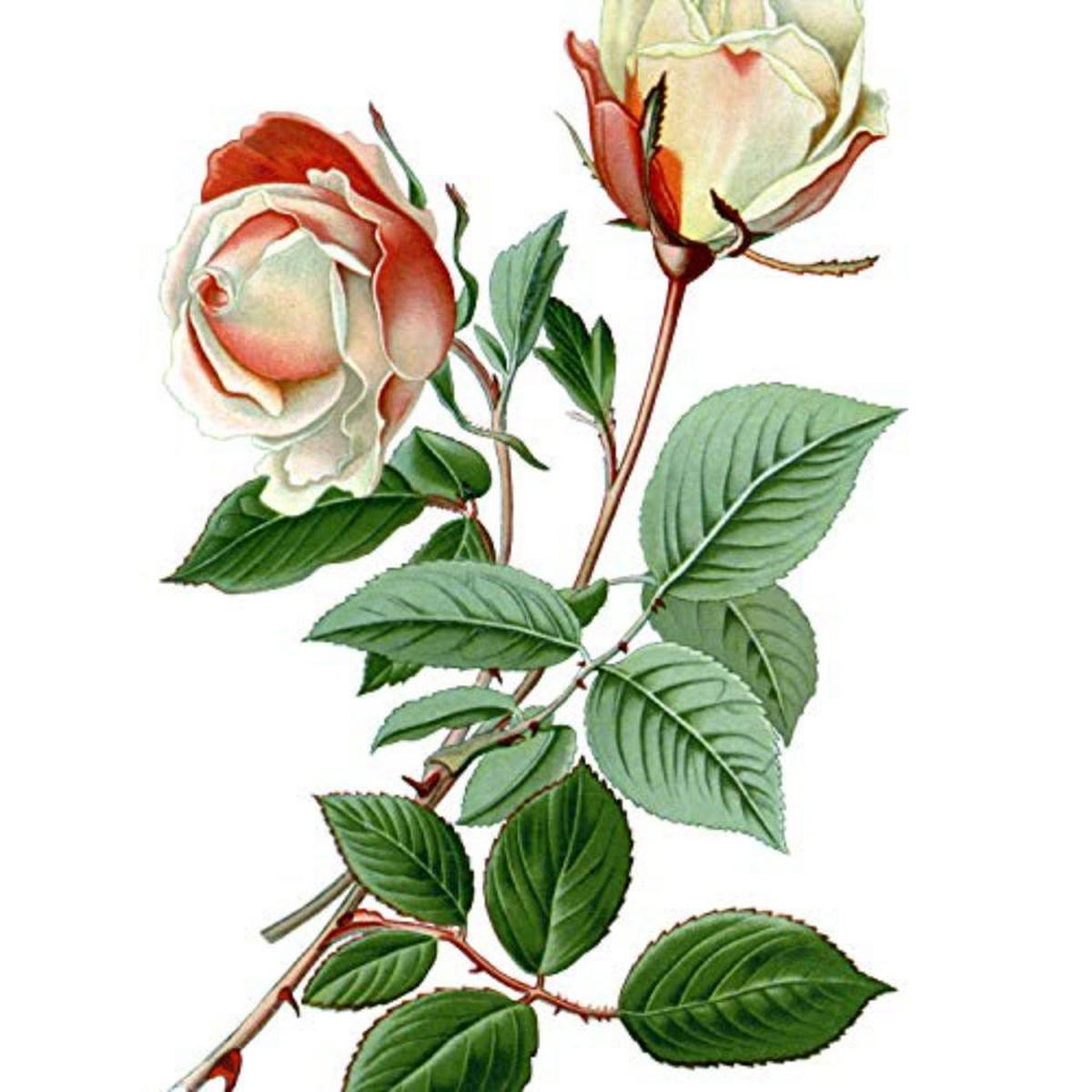 POSTER Set mit 4 Botanische Weiß Hintergrund Rosen A3 Rahmenlos - Klar, Papier (29.7/3cm) - Nacnic
