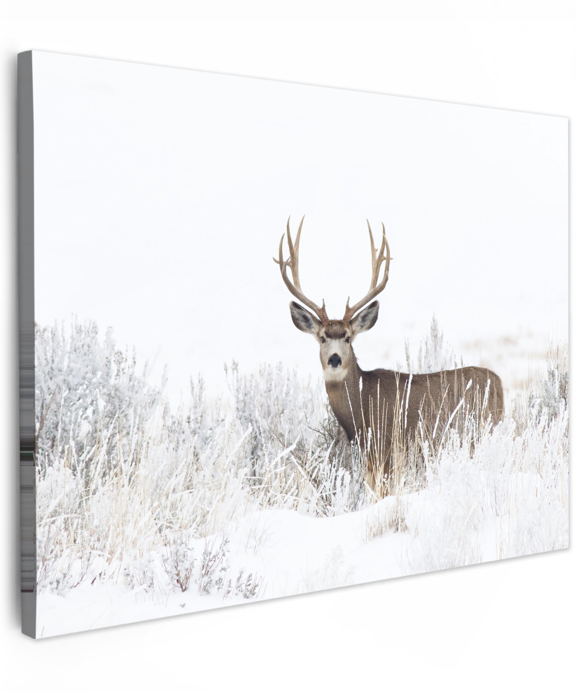 LEINWANDBILD Hirsche - Winter - Schnee - Tiere - Jahreszeiten - Weiß Wandbilder 80x60 cm - Hellbraun, Textil (80/60cm) - MuchoWow