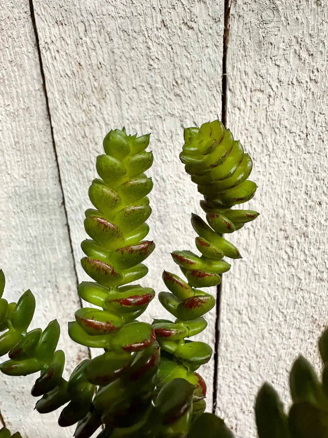 CRASSULAS Künstliche Crassula - Hedi 17 cm - Multicolor, Kunststoff (17cm) - aplanta