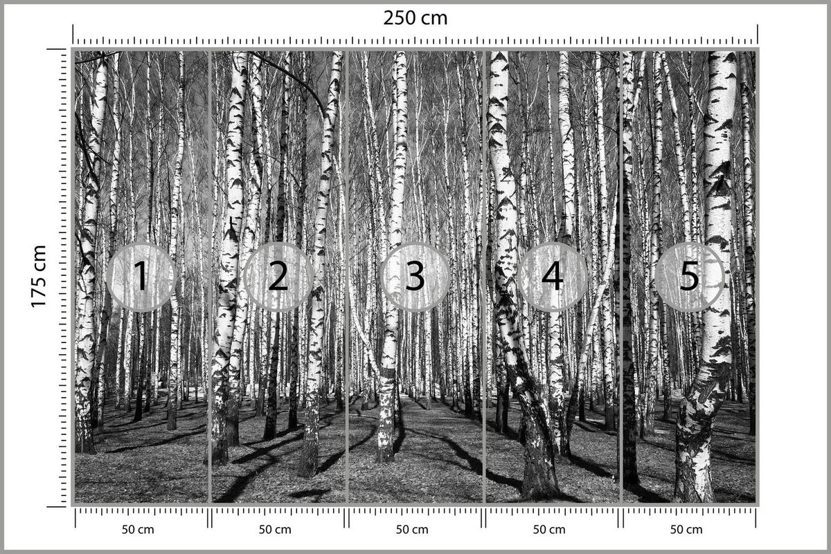 FOTOTAPETE für Wohnzimmer Birkenwald Schwarz-Weiß Minimalistisch 250x175 - Schwarz/Weiß, Papier (250/175cm) - Muralo