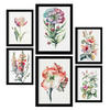 POSTER Set Mit 6 Hibiskus Vollfarbige Natur Und Botanikdrucke Mit Blumenmotiven Auf Reinweißen Hintergründen Innenarchitektur A3 & A4 Schwarzer Rahmen - Schwarz, Papier (29/3cm) - Nacnic