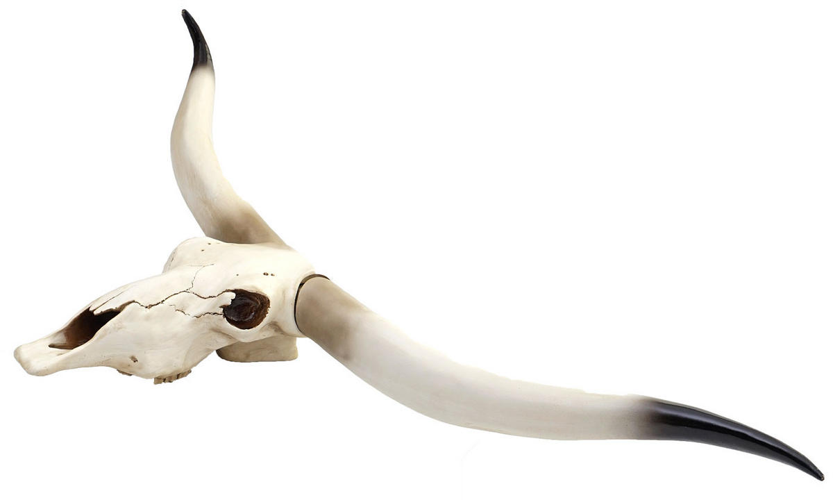 DEKO KUHSCHÄDEL Beige - Beige, Stein (103/43/11cm) - MCW