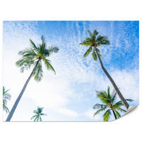 FOTOTAPETE für Badezimmer Palmen Kokos Himmel Untenblick 200x140 - Blau/Weiß, Papier (200/140cm) - Muralo