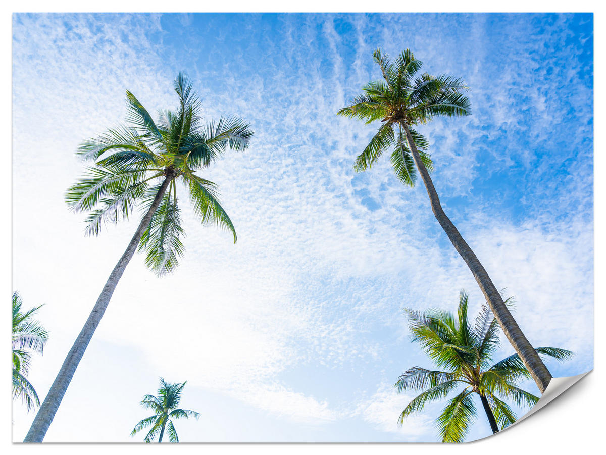 FOTOTAPETE für Badezimmer Palmen Kokos Himmel Untenblick 200x140 - Blau/Weiß, Papier (200/140cm) - Muralo