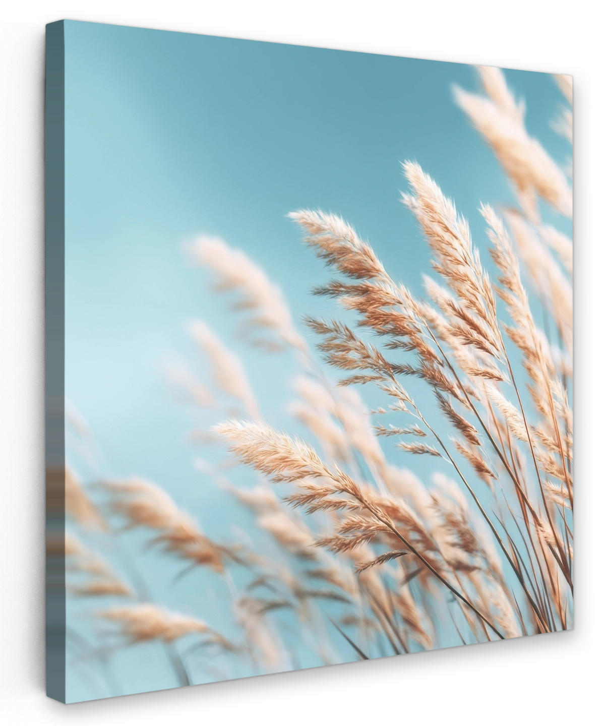 LEINWANDBILD Ziergras - Wind - Hellbraun Wandbild Wohnzimmer 50x50 cm - Hellblau, Textil (50/50cm) - MuchoWow