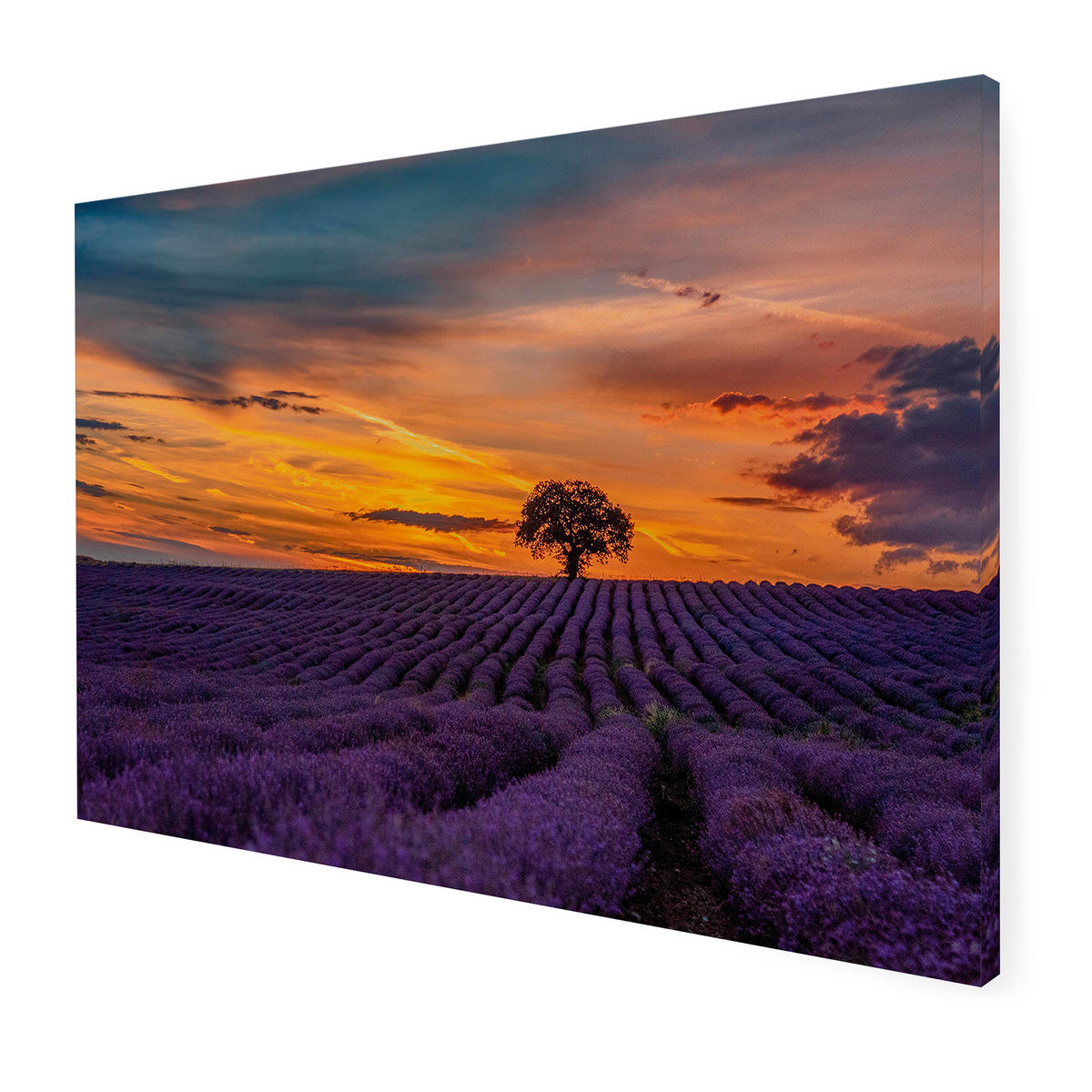 LEINWANDBILD Lavendelfeld bei Sonnenuntergang 50x70cm - Lila/Orange, Textil (50/1cm) - Art for the Home