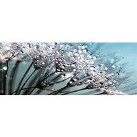 GLASBILD 80x30 cm Pusteblume türkis - Beige, Glas (80/30cm) - artissimo