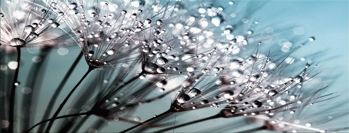 GLASBILD 80x30 cm Pusteblume türkis - Beige, Glas (80/30cm) - artissimo