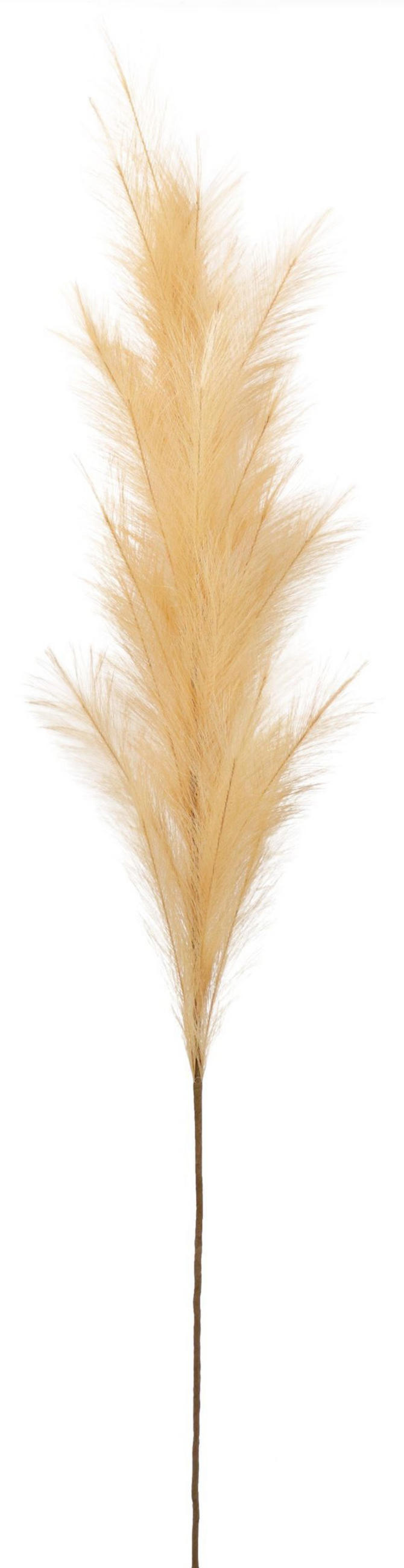 ZIERFEDER Sand 170 cm - Naturfarben, Textil (0.01/170/0.01cm) - FURNARO