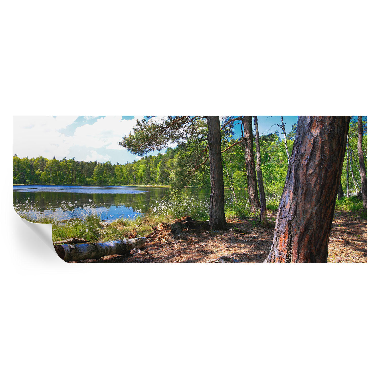 FOTOTAPETE 250x104 cm - Waldlandschaft - Grün, Textil (250/104cm) - Wallfluent