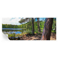 FOTOTAPETE 250x104 cm - Waldlandschaft - Grün, Textil (250/104cm) - Wallfluent
