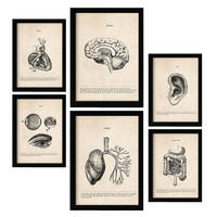 POSTER Set Mit 6 Organe Medizinische Illustrationen Im Vintage Stil Von Anatomie A3 & A4 Rahmenlos - Klar, Papier (29/3cm) - Nacnic