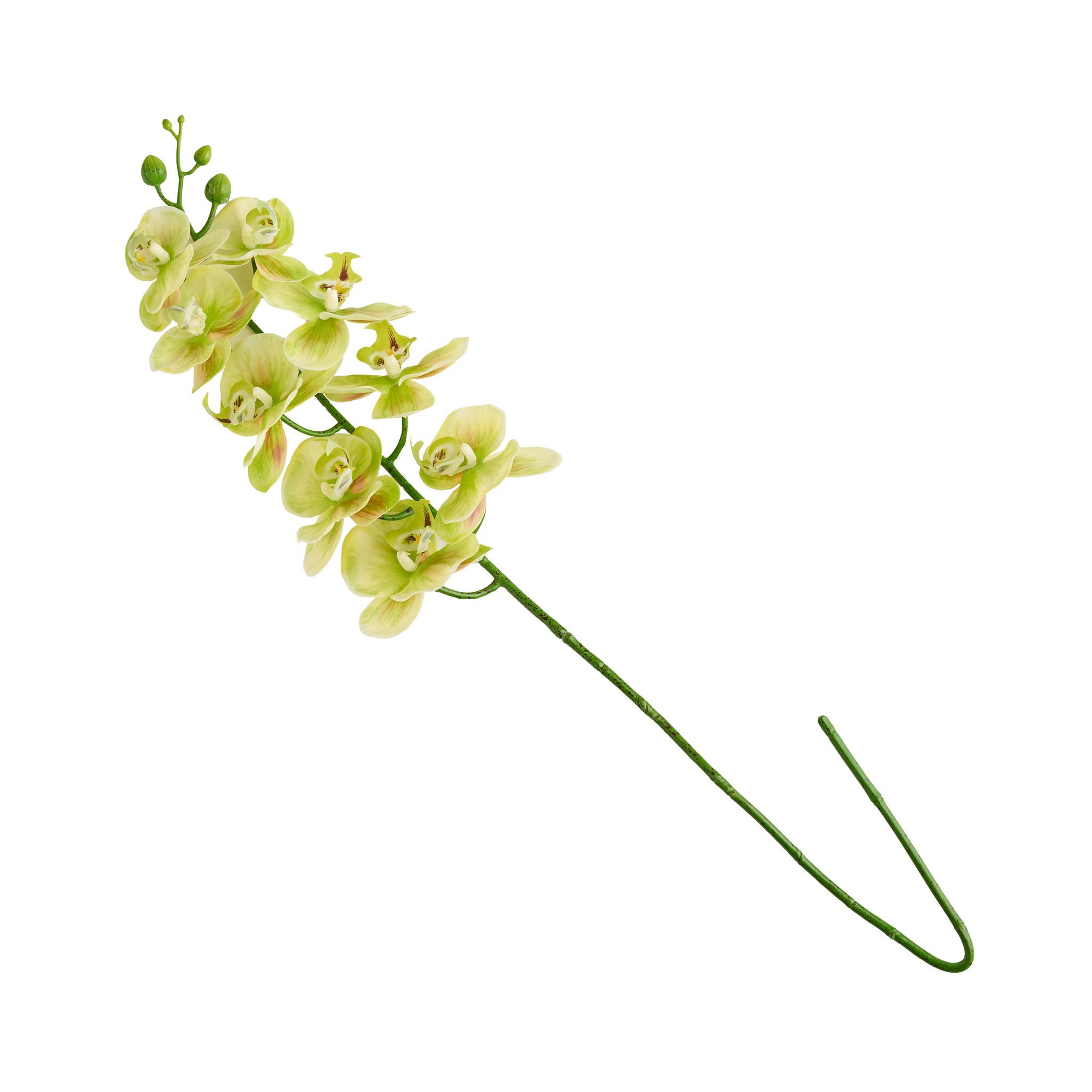 BLUME Orchstem - Hellgrün, Kunststoff (6cm) - home&you