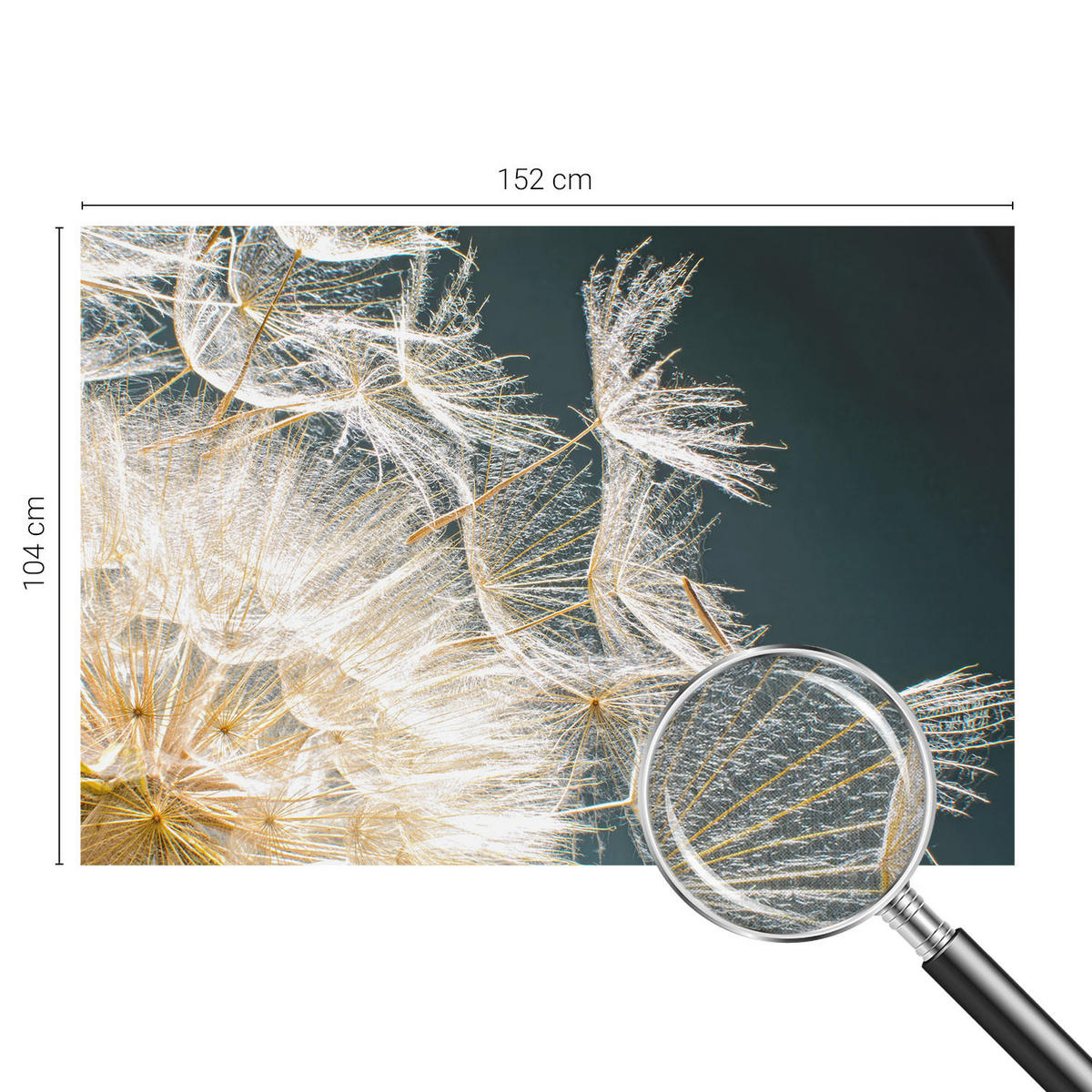 FOTOTAPETE 152x104 cm - Löwenzahn der Leichtigkeit - Weiß, Textil (152/104cm) - Wallfluent