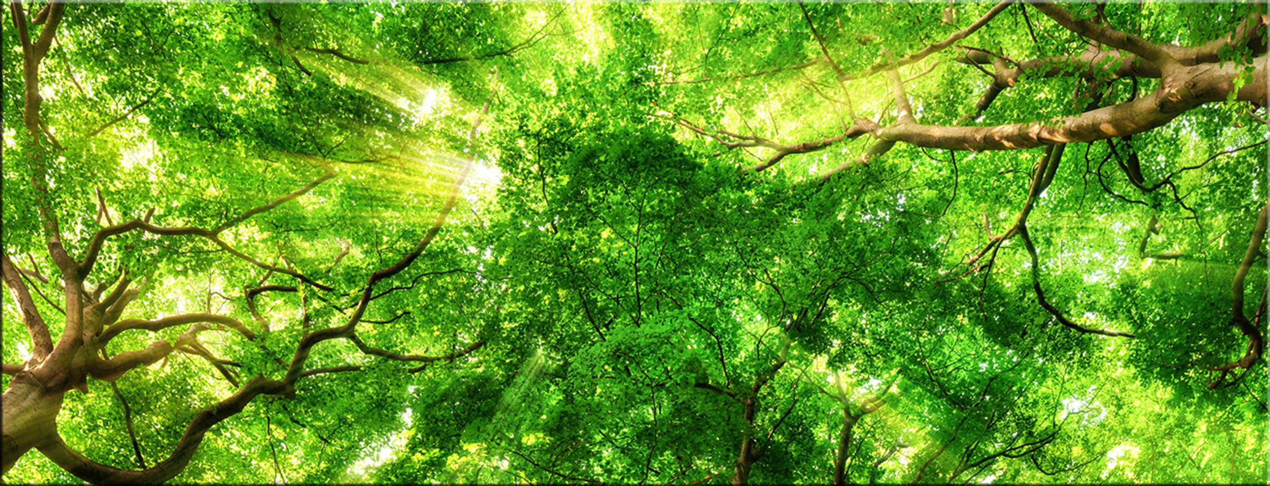 GLASBILD 80x30 cm Wald Baumkronen grün - Beige, Glas (80/30cm) - artissimo