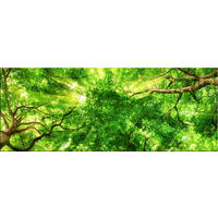 GLASBILD 80x30 cm Wald Baumkronen grün - Beige, Glas (80/30cm) - artissimo
