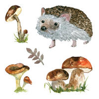 WANDAUFKLEBER 60x93cm - Waldigel - Multicolor, Kunststoff (60/93/0.1cm) - Wallfluent