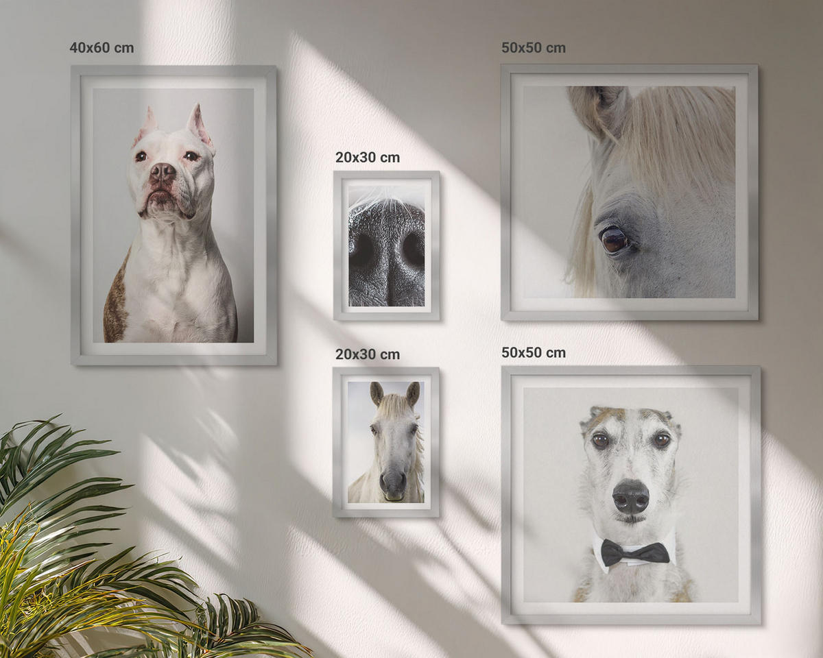 BILDER SET 5er Set - 50x50 cm & 20x30 cm & 40x60 cm Silberner Rahmen - Elegante Porträts von Hunden und Pferden - Silberfarben, Kunststoff (40/60cm) - TULUP