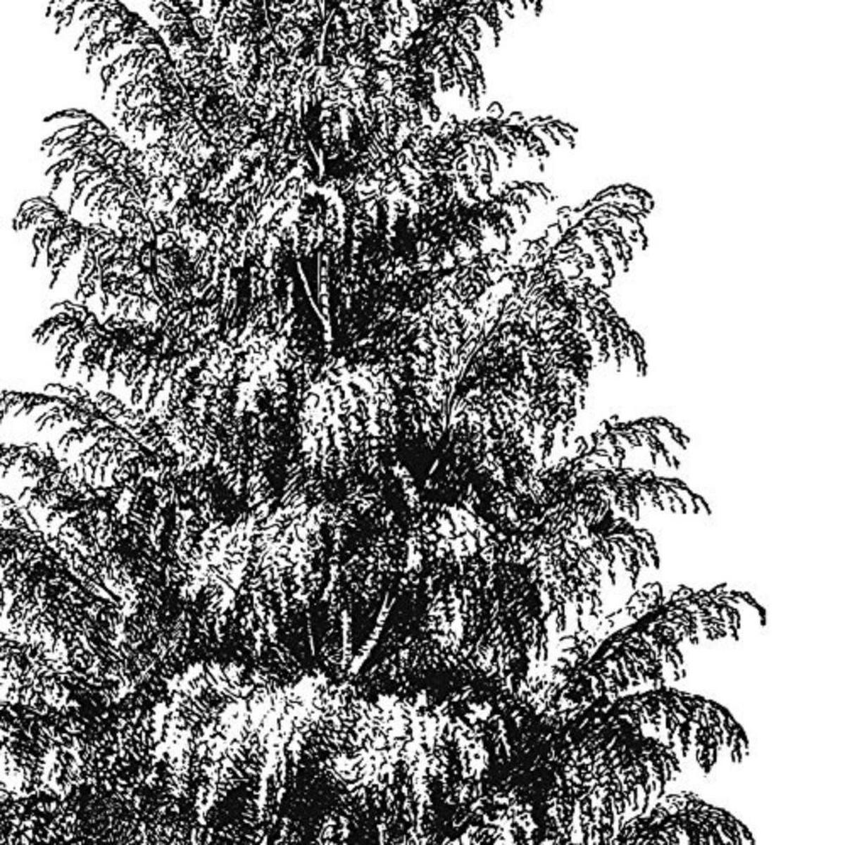 POSTER Set mit 4 Blättern der Hohe Bäume in weiß 30x30 cm Rahmenlos - Klar, Papier (30/3cm) - Nacnic