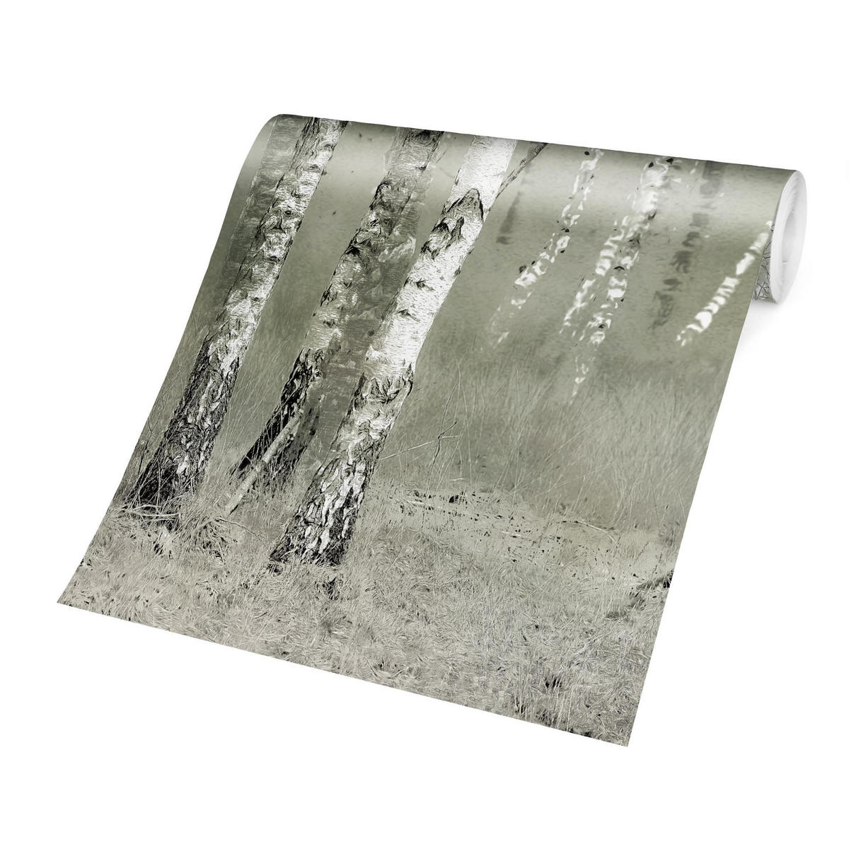 FOTOTAPETE Ruhender Birkenwald 288/288 cm - Grau, Papier (288/288cm) - Bilderwelten