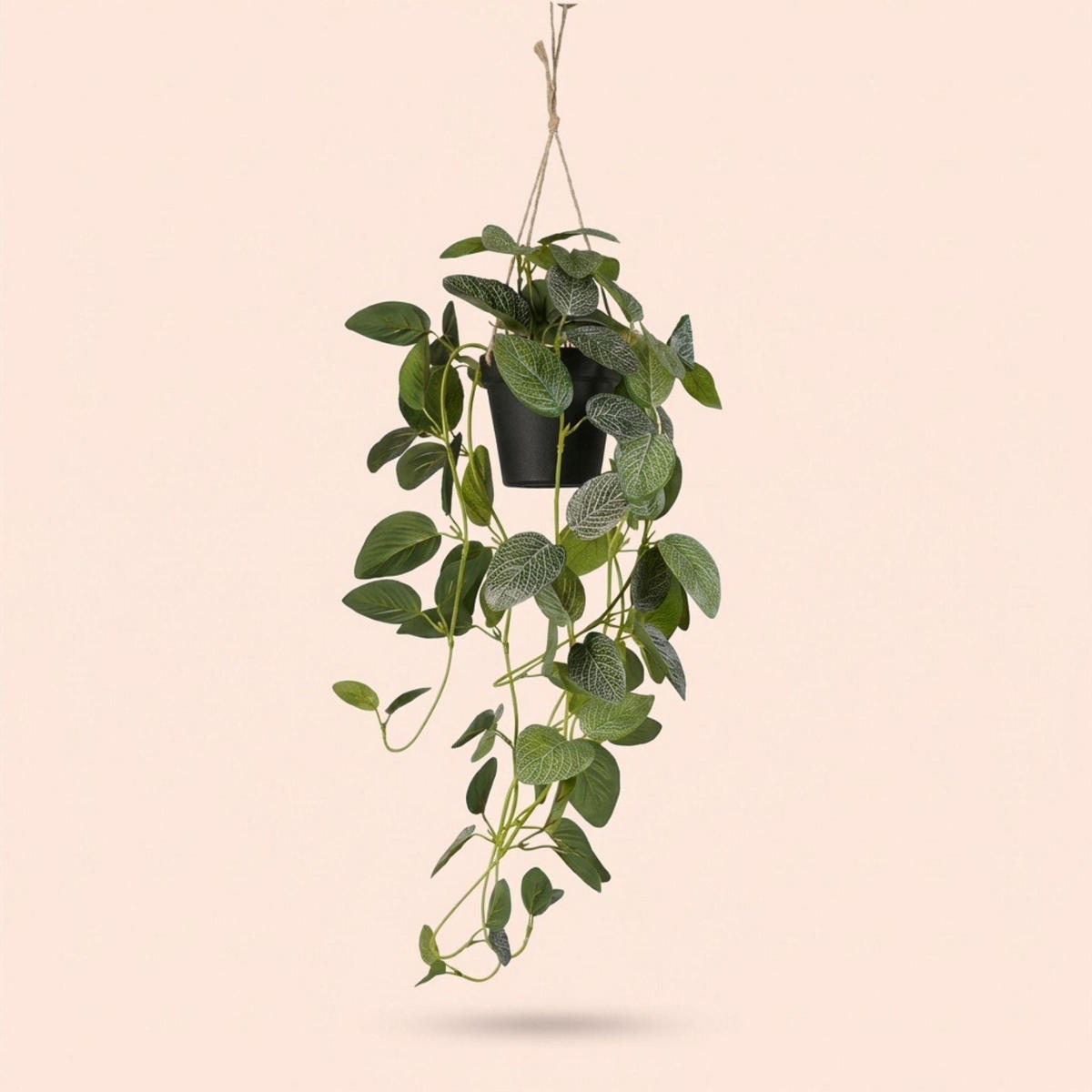 KUNSTPFLANZE Fittonia Haengepflanze im Topf 70cm - Schwarz/Grün, Kunststoff (70cm) - Trendhero