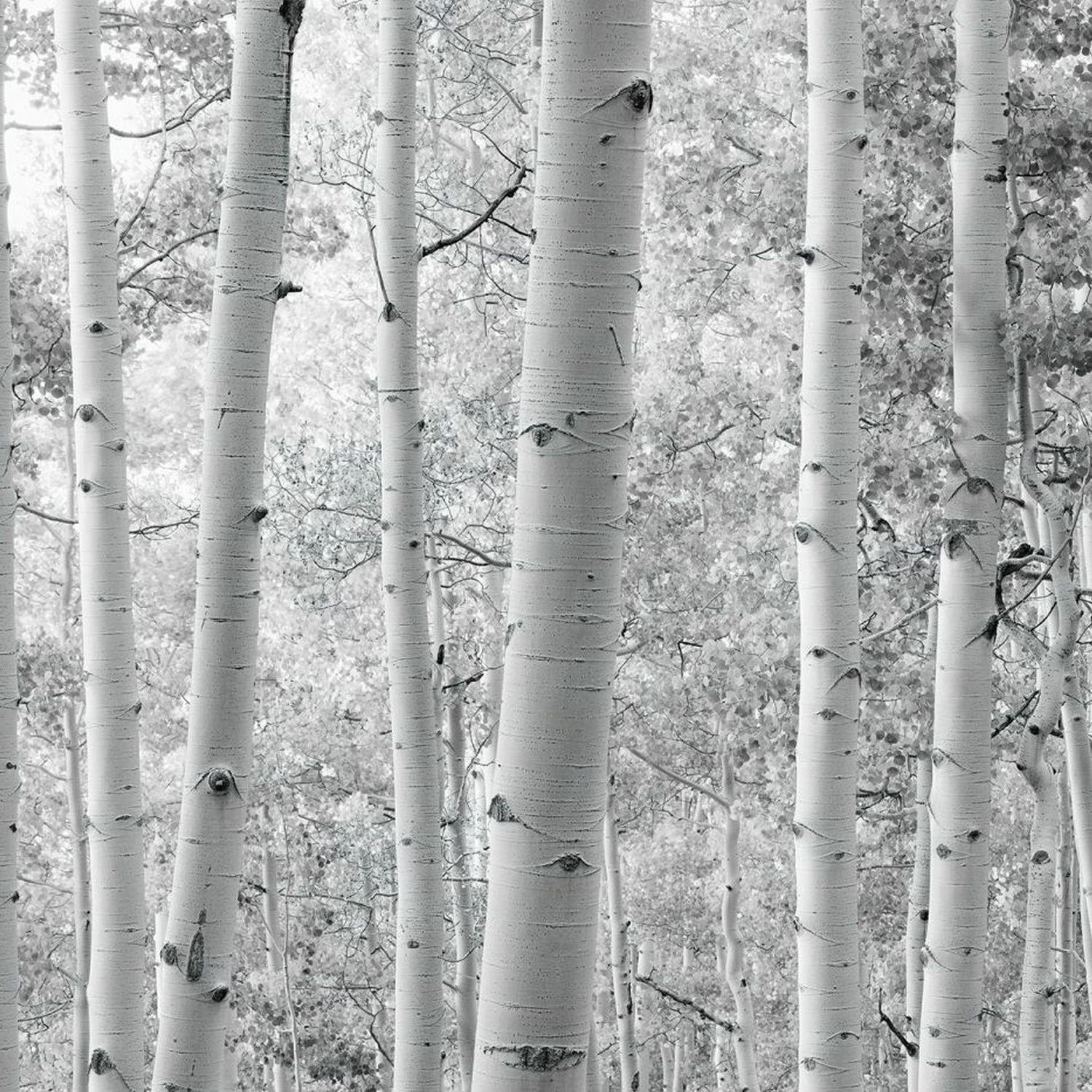 FOTOTAPETE Wald 450 x 280 cm - Schwarz, Papier (450/280cm) - Sanders & Sanders