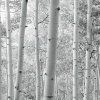 FOTOTAPETE Wald 450 x 280 cm - Schwarz, Papier (450/280cm) - Sanders & Sanders