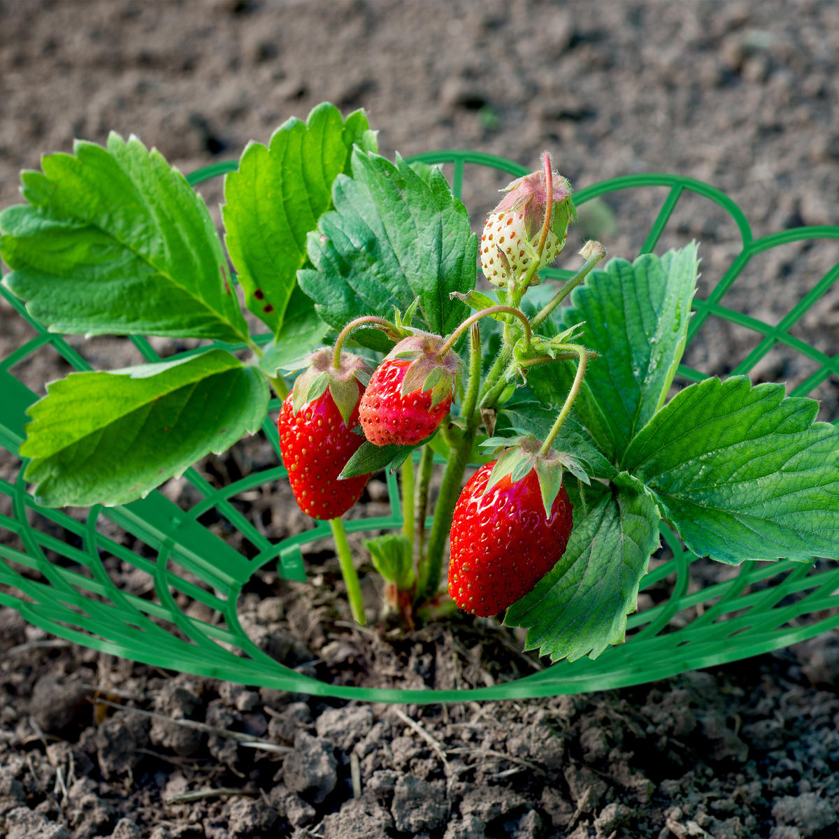 KOMPLET za zorenje jagod - zelena, umetna masa (30/10/30cm) - Relaxdays