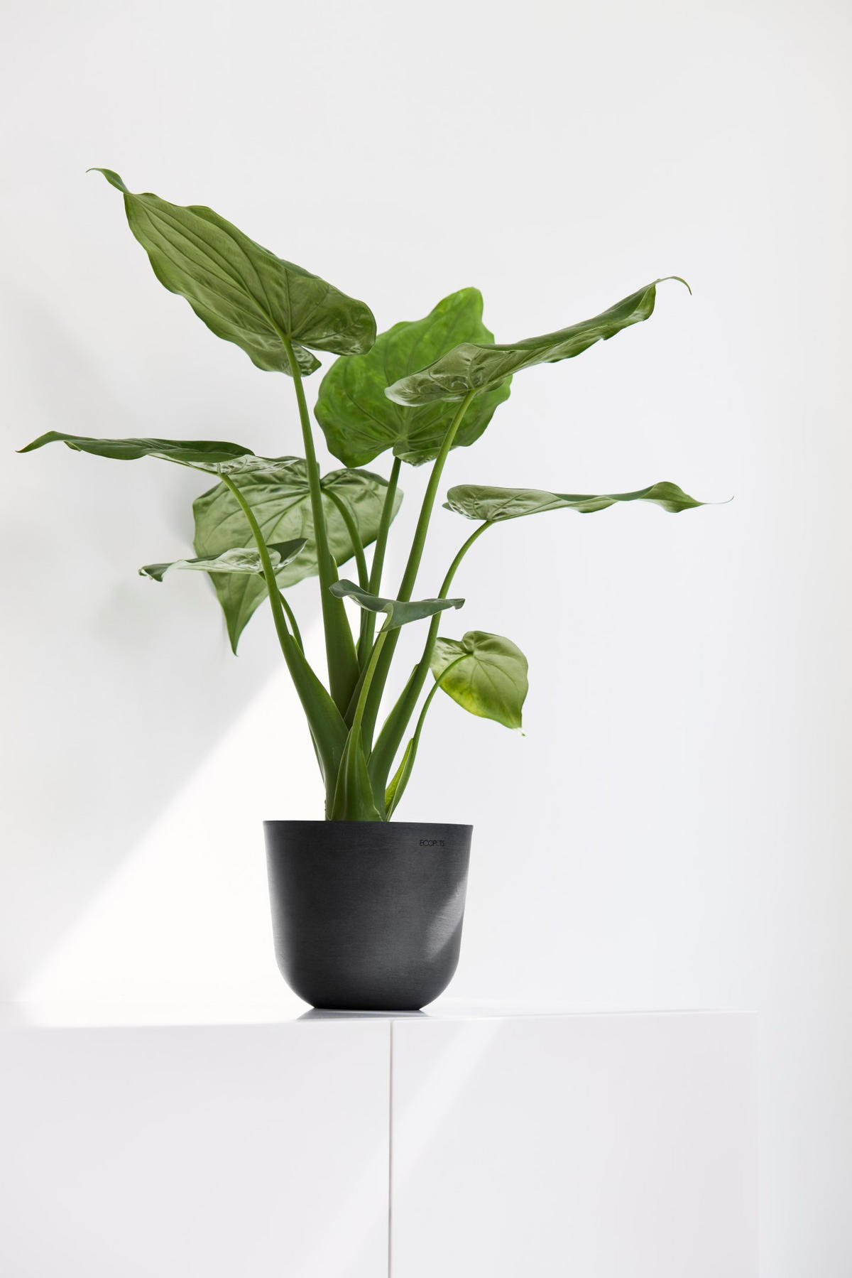 BLUMENTOPF Oslo Mini 16/13,7 cm Dunkelgrau - Dunkelgrau, Kunststoff (16/13.7cm) - Ecopots