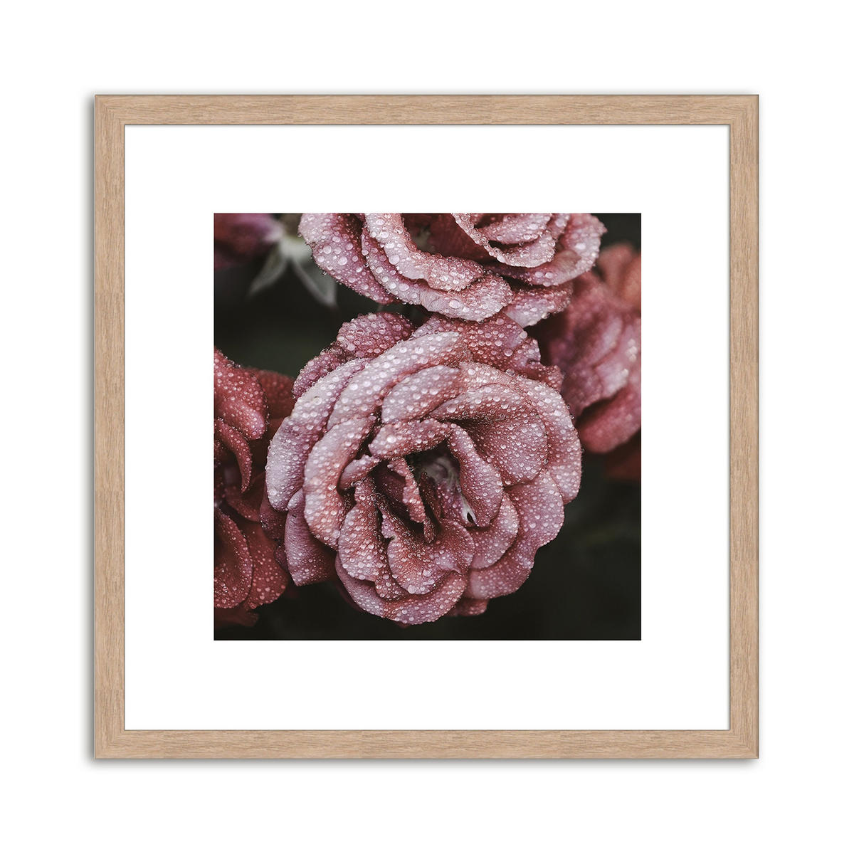 BILDER-SET mit Rahmen 4 x 30x30 cm Blumen rosa lila - Multicolor, Holz (30/30cm) - artissimo