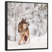 LEINWAND Bilder mit Rahmen - Wolf - Winter - Schnee - Natur - Tiere - 50x50 - Haselnussfarben, Textil (50/50cm) - MuchoWow