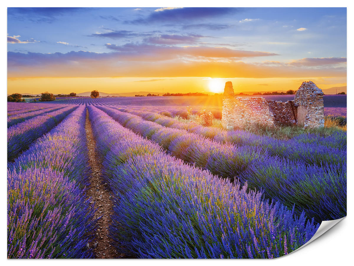 FOTOTAPETA Pre Obývaciu Izbu Levanduľové Pole Západ Slnka Fialová 250 x 175 cm - oranžová/zelená, papier (250/175cm) - Muralo