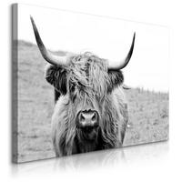 LEINWANDBILD Für Schlafzimmer Schottische Kuh Tier Natur 3D 70/50 cm - Schwarz/Weiß, Textil (70/50cm) - Muralo