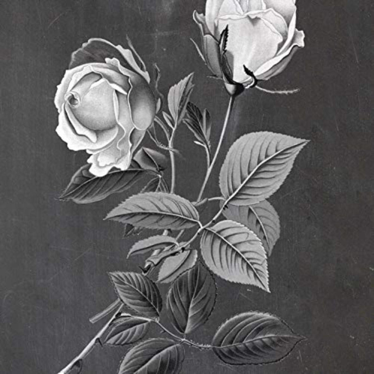 POSTER Set mit 4 Botanische Schwarz Hintergrund Rosen A3 Rahmenlos - Klar, Papier (29.7/3cm) - Nacnic