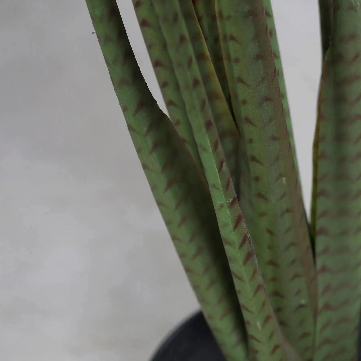 ALOCASIA Künstliche Alocasia - Marco 100 cm - Grün, Kunststoff (100cm) - aplanta