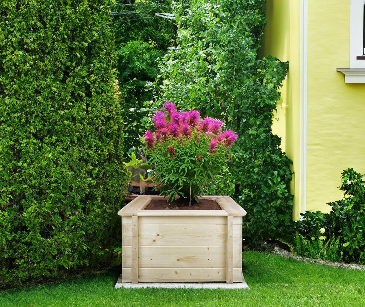 HOCHBEET HOLZ - 58x58xH35 cm - M616 - Beige, Holz (58/35/58cm) - Timbela