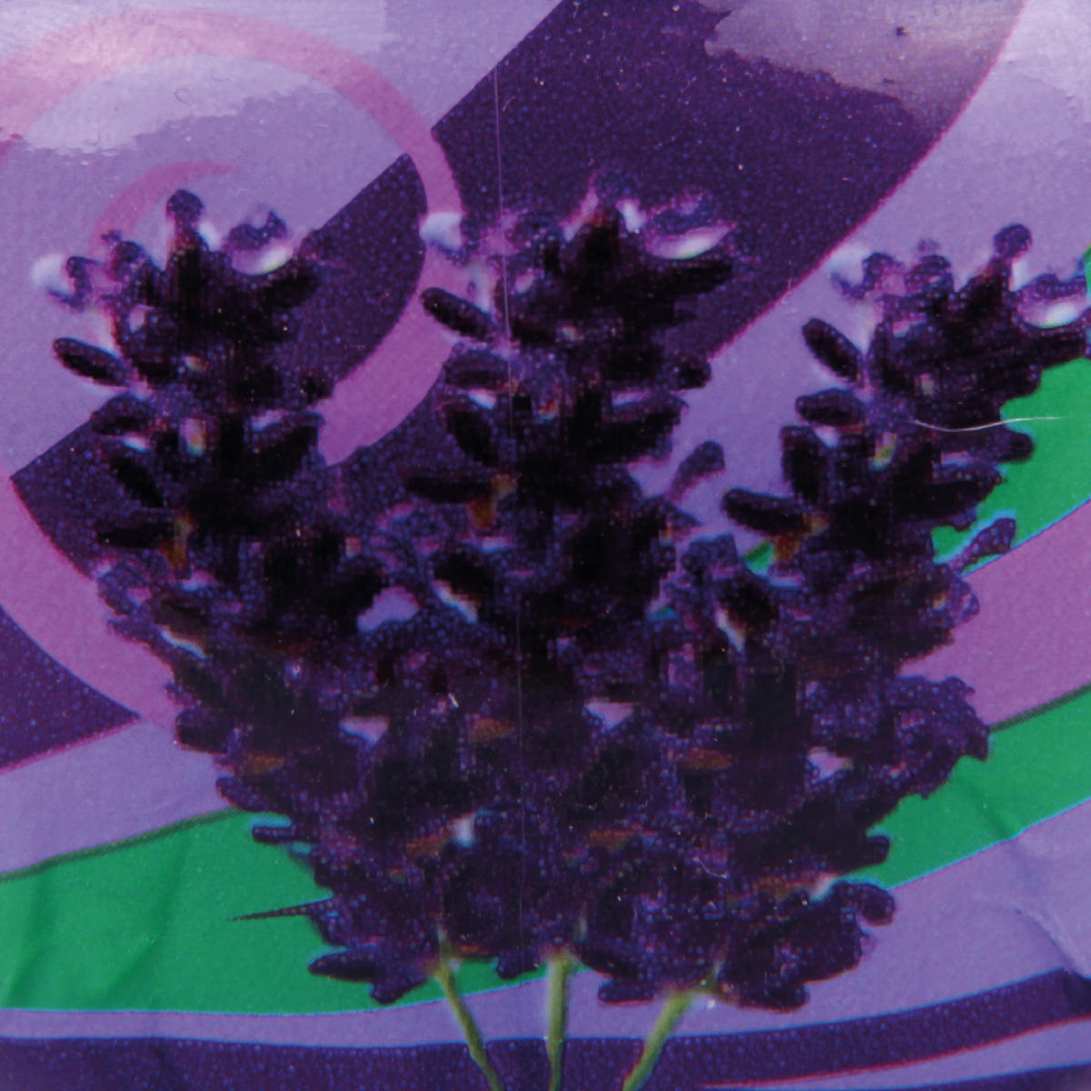 DUFTKERZEN Glas 6er-Pack Lavendel - Lila, Naturmaterialien (7/6cm)