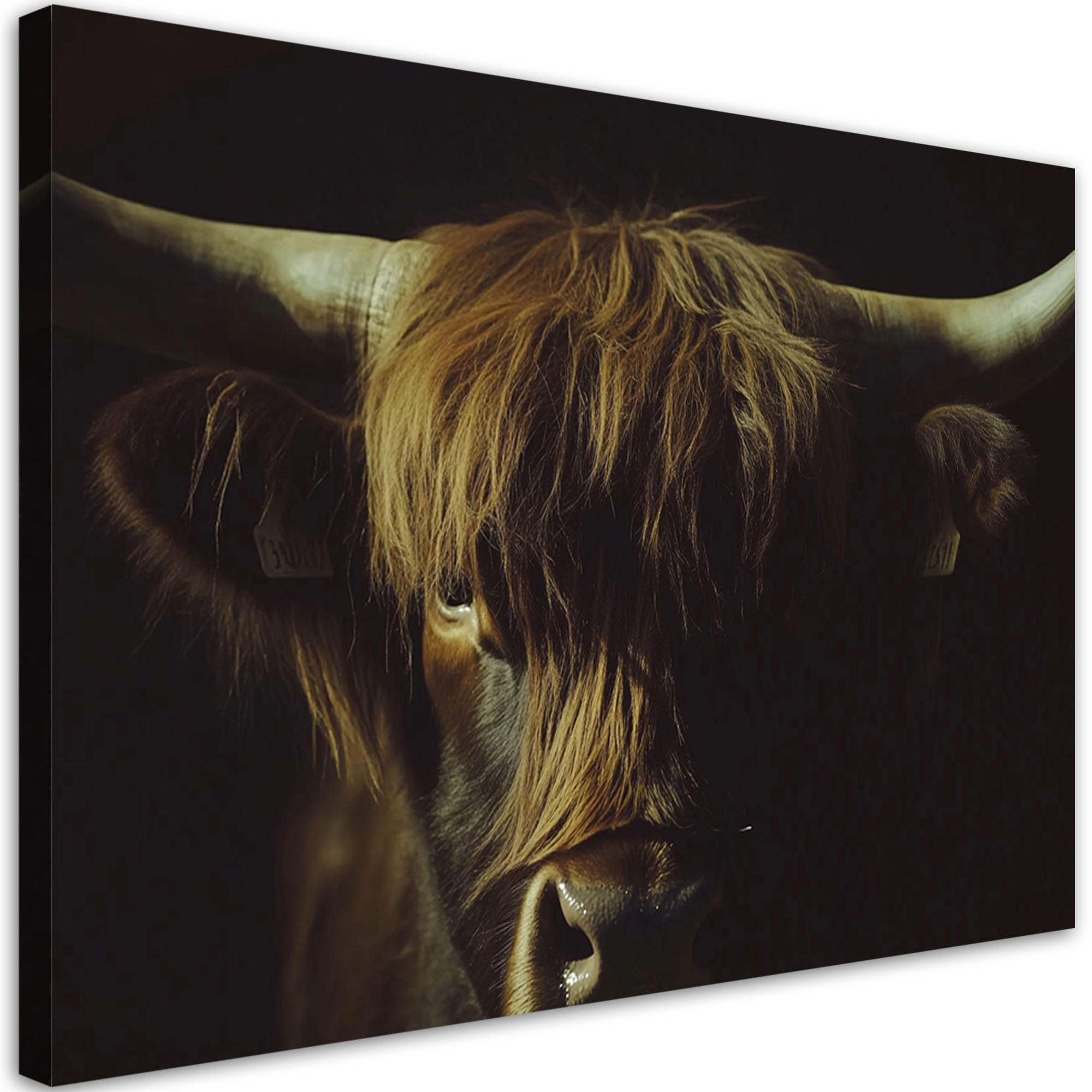 WANDBILD schottisches kuhporträt in sepia - Schwarz, Textil (60/40cm) - Feeby