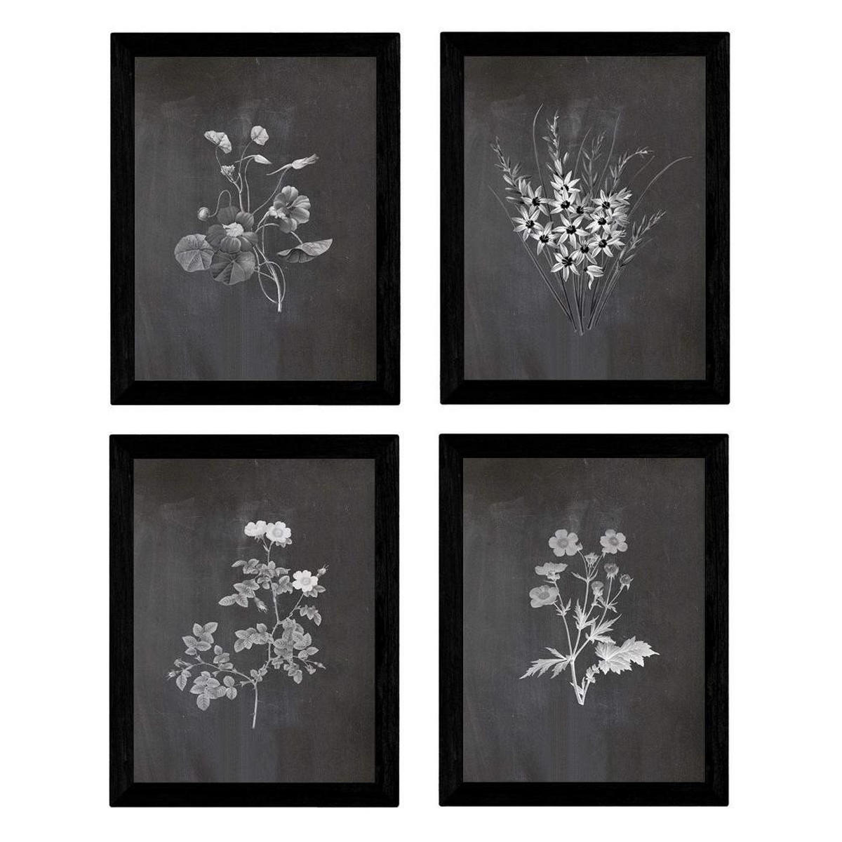 POSTER Set mit 4 Botanischen Stils Sensitive A3 Rahmenlos - Klar, Papier (29.7/3cm) - Nacnic