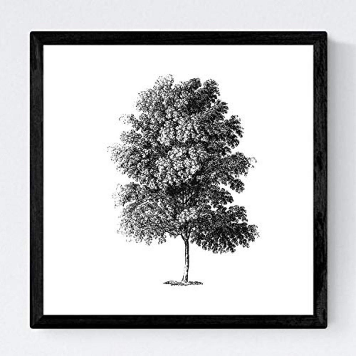 POSTER Set mit 4 Blättern der Hohe Bäume Hintergrund 30x30 cm Rahmenlos - Klar, Papier (30/3cm) - Nacnic