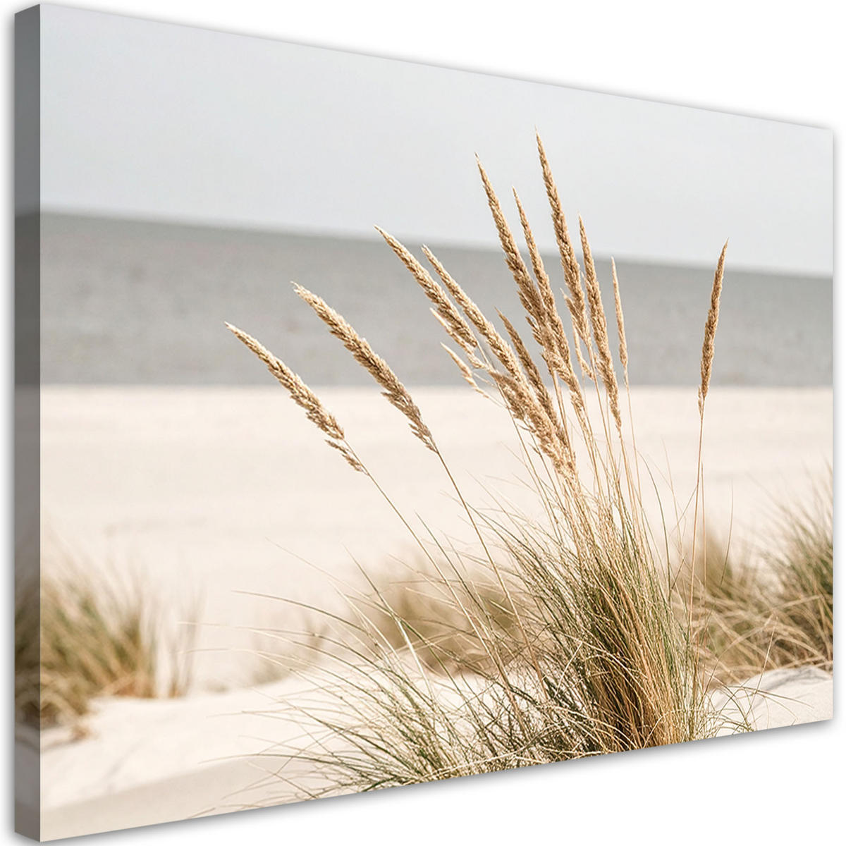LEINWANDBILD Strand Meer Pflanzen Natur Beige 60x40cm - Beige, Textil (60/40cm) - Feeby